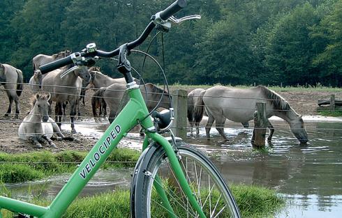 Bild 1 zur Urlaubsidee »Radeln rund um die "Fahrradstadt" - das Münsterland«