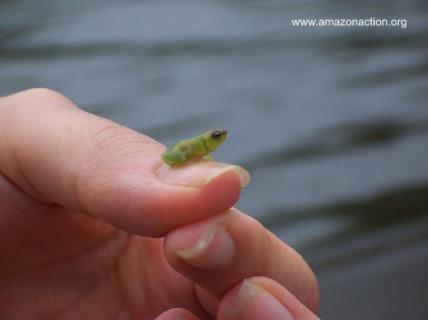 Bild 6 zur Urlaubsidee »Ab in den Dchungel des Amazonas von Peru Iquitos«