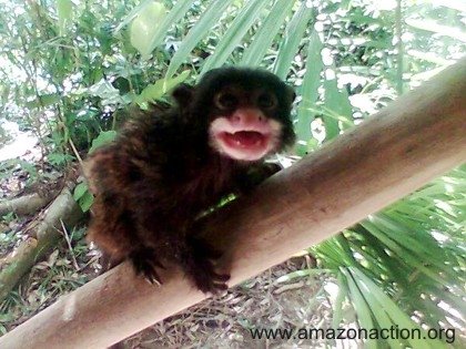 Bild 4 zur Urlaubsidee »Ab in den Dchungel des Amazonas von Peru Iquitos«