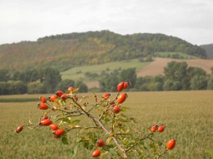 Bild 5 zur Urlaubsidee »Radeln und Aquarelle zeichnen - Mal- und Radreise in der Saale-Unstrut-Region«