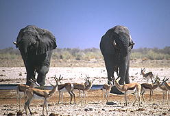 Bild 8 zur Urlaubsidee »Namibia - Discover Safari«