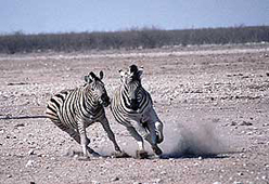 Bild 7 zur Urlaubsidee »Namibia - Discover Safari«