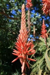 Bild 3 zur Urlaubsidee »Namibia entdecken«