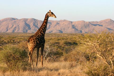 Bild 5 zur Urlaubsidee »Namibia - Ursprünglich und voller landschaftlicher Hochgenüsse«