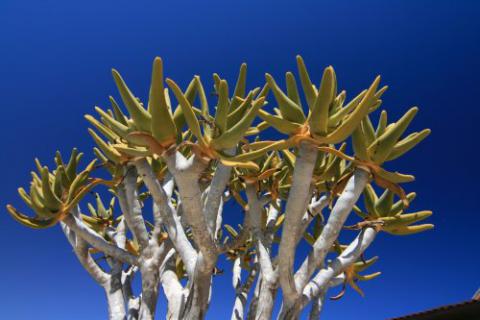 Bild 4 zur Urlaubsidee »Namibia-Rundreise«
