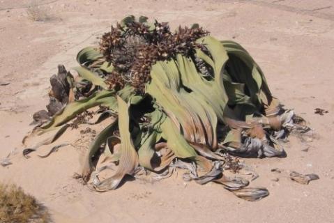 Bild 6 zur Urlaubsidee »Namibia entdecken«