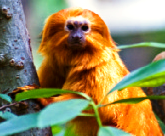Bild 3 zur Urlaubsidee »Naturwunder Borneos - Auf den Spuren der legendären Kopfgeldjäger«