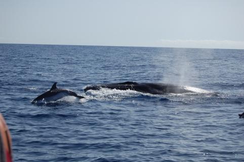 Bild 8 zur Urlaubsidee »Segelwoche Kanaren (La Gomera)«