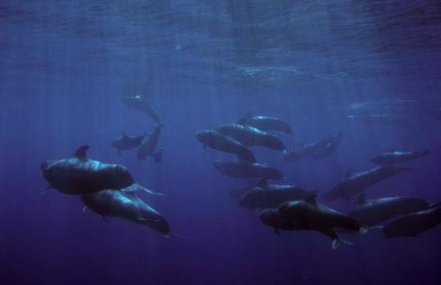 Bild 5 zur Urlaubsidee »Respektvolles Whale Wacthing auf La Gomera«