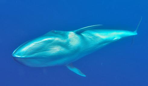 Bild 3 zur Urlaubsidee »Respektvolles Whale Wacthing auf La Gomera«