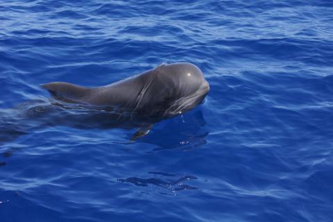 Bild 7 zur Urlaubsidee »Respektvolles Whale Wacthing auf La Gomera«