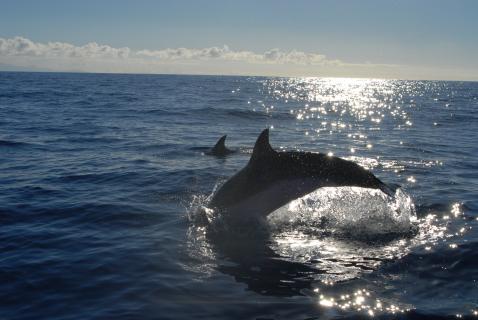 Bild 6 zur Urlaubsidee »Segelwoche Kanaren (La Gomera)«