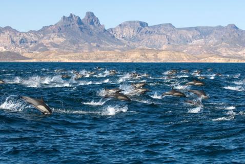Bild 9 zur Urlaubsidee »Respektvolles Whale Wacthing auf La Gomera«