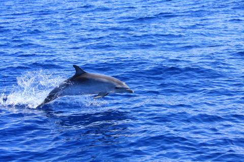 Bild 10 zur Urlaubsidee »Respektvolles Whale Wacthing auf La Gomera«
