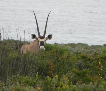 Bild 7 zur Urlaubsidee »Zur Wildblumenblüte und Safari nach Südafrika«