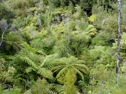 Bild 5 zur Urlaubsidee »Abel Tasman Nationalpark, Neuseeland«