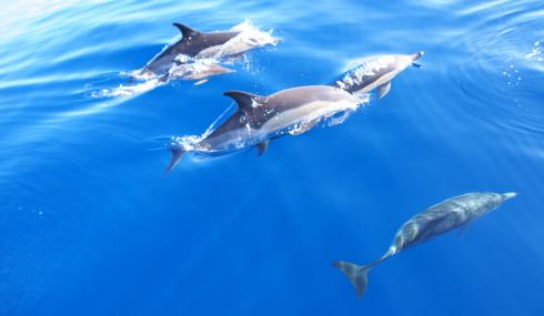 Bild 5 zur Urlaubsidee »Azoren for Family - Insel Pico mit familiengerechtem Programm«