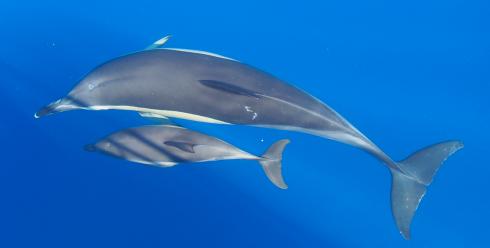 Bild 3 zur Urlaubsidee »Azoreninsel Pico - DolphinBalance als Naturerlebnis mit Delfinschwimmen«