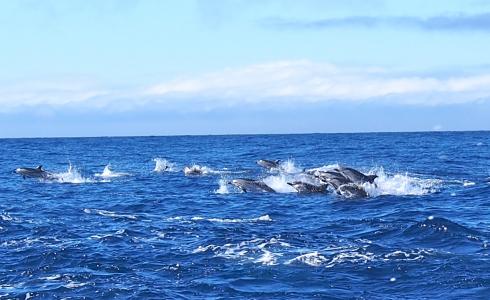 Bild 4 zur Urlaubsidee »Azoreninsel Pico - DolphinBalance als Naturerlebnis mit Delfinschwimmen«