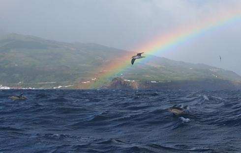 Bild 1 zur Urlaubsidee »Schwimmen mit Delfinen - Pico (Azoren)«