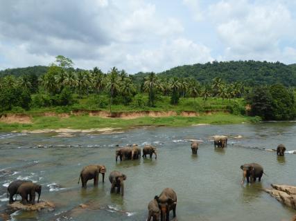 Bild 12 zur Urlaubsidee »Sri Lanka Urlaub – unvergessliche Reise Erlebnisse auf der Perle des Indischen Ozeans«