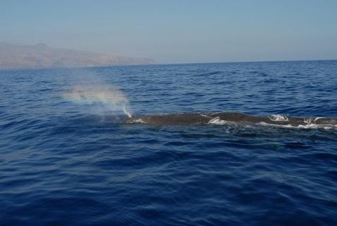 Bild 7 zur Urlaubsidee »Schwimmen mit Delfinen - Pico (Azoren)«