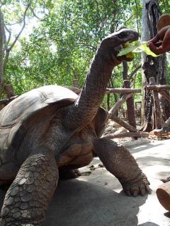 Bild 2 zur Urlaubsidee »Tierparadies am Fuße des Kilimanjaro«