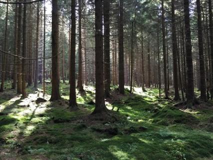 Bild 5 zur Urlaubsidee »Wanderreise am Harzer-Hexen-Stieg im Harz«