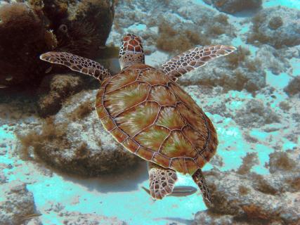 Bild 15 zur Urlaubsidee »Curacao Tauchreisen«