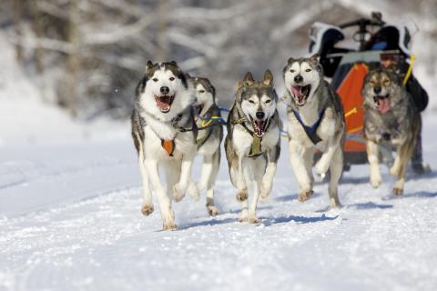 Bild 1 zur Urlaubsidee »Hundeschlitten-Wintertraum im Yukon«