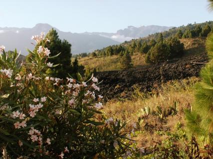 Bild 7 zur Urlaubsidee »Zen Workshop auf La Palma - Gesundheit, Vitalität, Energie für Veränderung«