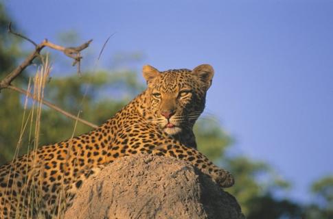 Bild 1 zur Urlaubsidee »Südafrika intensiv erleben: Johannesburg, Krüger Nationalpark, Garden Route bis Kapstadt «