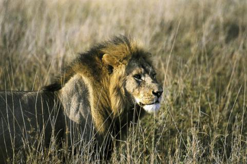 Bild 1 zur Urlaubsidee »Tansania - Löwen, Land und Leute - 14 Tage Safari, Begegnungen und Sansibar«