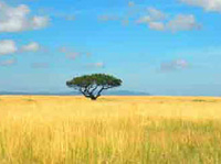 Bild 2 zur Urlaubsidee »13 Tage Tansania Safarireise mit Sansibar«