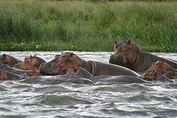 Bild 7 zur Urlaubsidee »Uganda - Safari Rundreise«