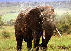 Bild 4 zur Urlaubsidee »Uganda - Safari Rundreise«
