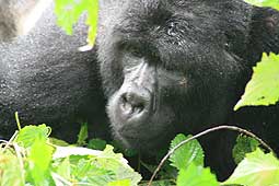 Bild 1 zur Urlaubsidee »Uganda - Safari Rundreise«