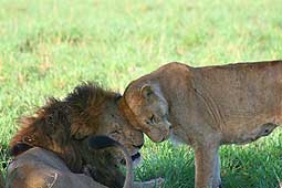 Bild 6 zur Urlaubsidee »Uganda - Safari Rundreise«