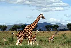 Bild 2 zur Urlaubsidee »Uganda - Safari Rundreise«
