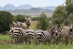 Bild 3 zur Urlaubsidee »Uganda - Safari Rundreise«