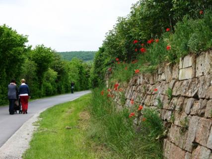 Bild 9 zur Urlaubsidee »Radreise am Unstrut-Radweg von Mühlhausen nach Naumburg«