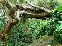 Bild 5 zur Urlaubsidee »La Réunion - eine Insel für Neugierige und Naturliebhaber«