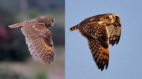 Bild 6 zur Urlaubsidee »Andalusien: Ein Paradies für Vogelbeobachter, Naturfreunde & Ornithologen«
