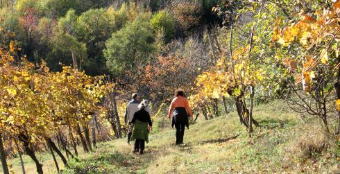Bild 3 zur Urlaubsidee »Kulinarische Weinreise in Italien 12. Oktober - 17.Oktober 2014«