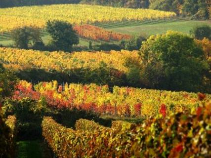 Bild 7 zur Urlaubsidee »WEIN, WINZER UND GESCHICHTE - Weinreise ins Saar-Ruwer-Gebiet (September 2013)«