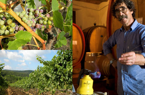 Bild 1 zur Urlaubsidee »URLAUBSREISE ZUR WEINLESE IN DER TOSKANA! (Weinreise-Programm 2012 im Weingut mit aktiver Teilnahme)«