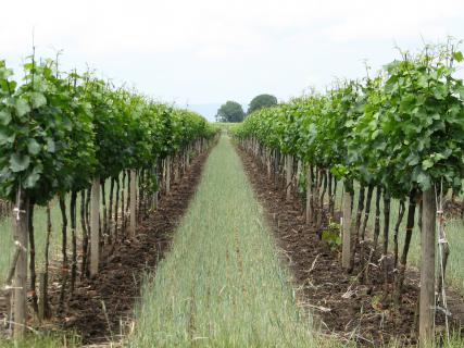 Bild 1 zur Urlaubsidee »Weinreise ins Burgenland«