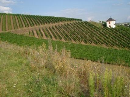 Bild 4 zur Urlaubsidee »WEIN, WINZER UND GESCHICHTE - Weinreise ins Saar-Ruwer-Gebiet (September 2013)«