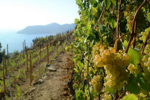 Bild 3 zur Urlaubsidee »Wein & Wandern in den Cinque Terre«