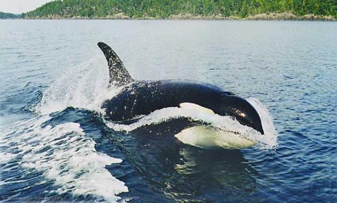 Bild 5 zur Urlaubsidee »SY Island Odyssey - Whale and Bear Watching an Kanadas Pazifikküste«